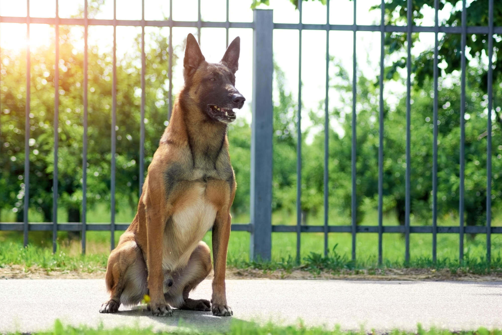 German Shephard on-guard in front of a wrought-iron fence